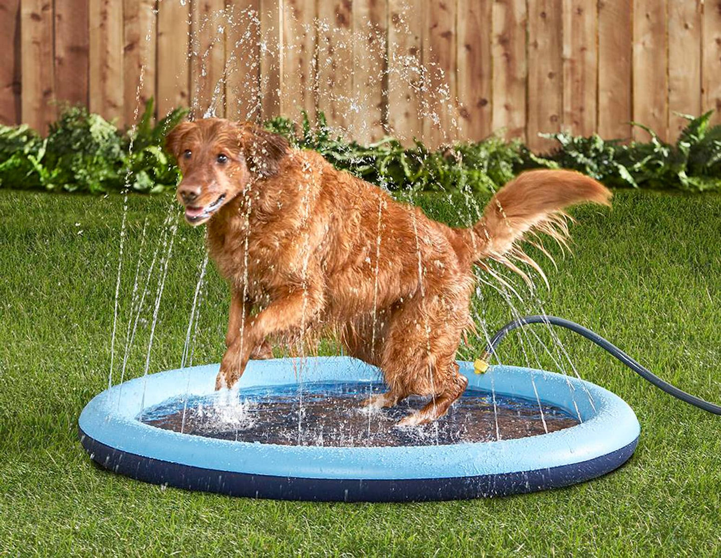 Piscina com Chafariz | Para Cachorro